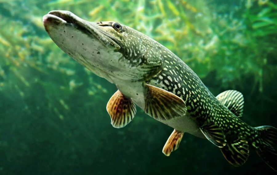 Fishing Guide Southtyrol-Trento: Pike, Perch, Trout - Overview of Activities