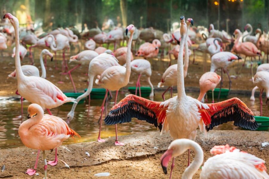 Foz Do Iguaçu: Bird Park Experience