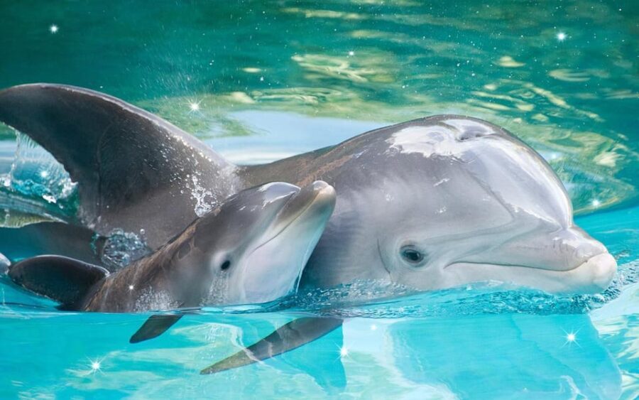 From Antalya Dolphin Show