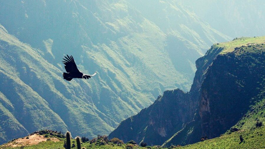 From Arequipa | Chivay and Colca Canyon Full Day Tour