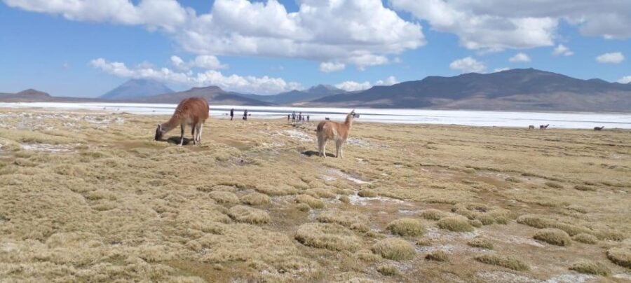 From Arequipa || Full Day Salinas Lagoon Excursion