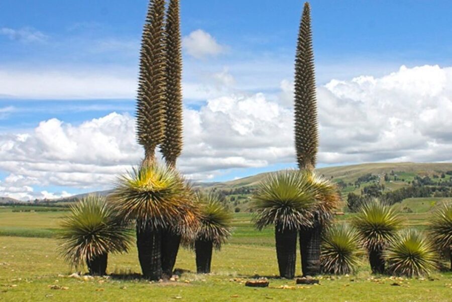 From Ayacucho: Tour to Vilcashuaman, the Inca Route - Tour Overview and Pricing