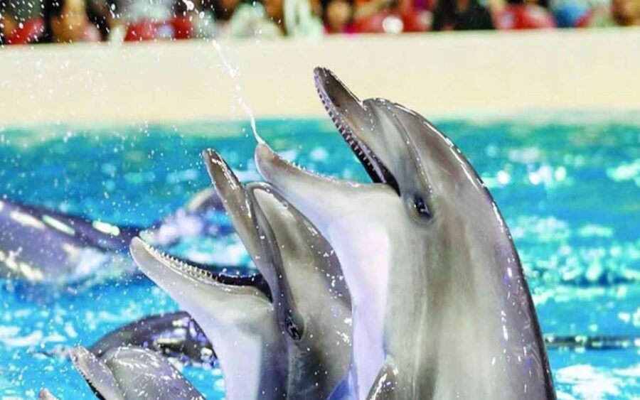 From Belek: Dolphin Show With Transfers - Activity Overview