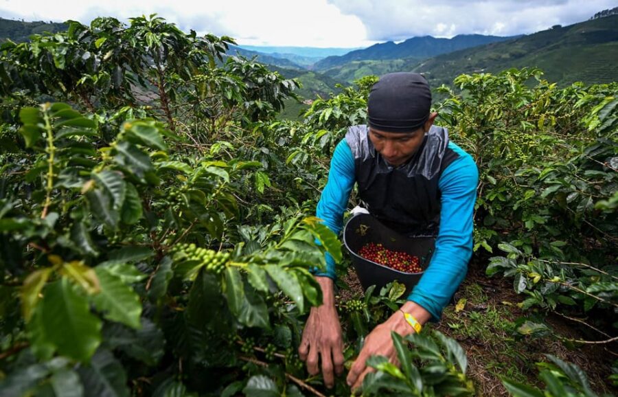 From Bogota: 5 Hour Guided Coffe Farm Tour - All Included - Tour Overview and Pricing