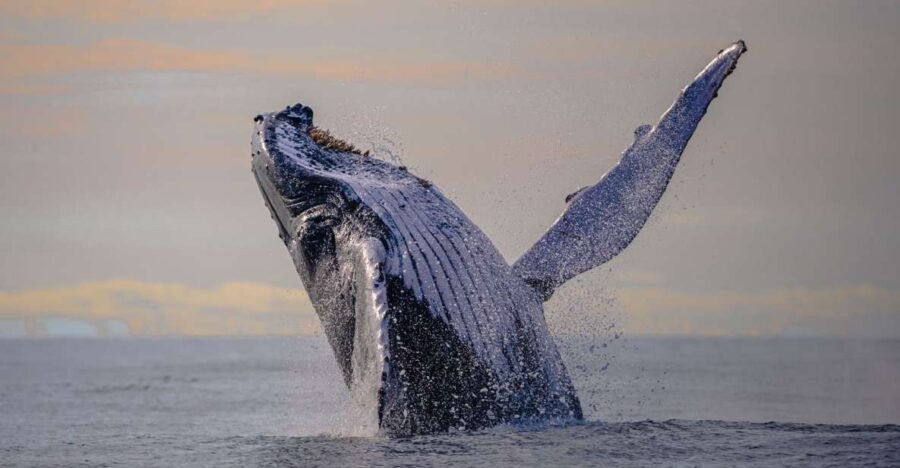 From Cali: Whale Watching Day Trip in Buenaventura - Activity Overview