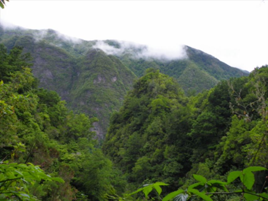 From Caniço/Funchal: Levada Caldeirão Verde Hiking Trip