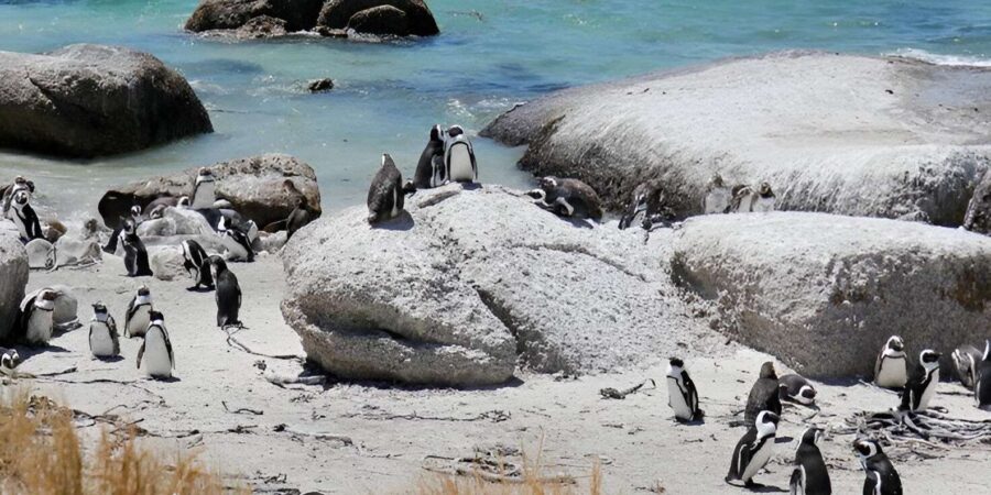 From Cape Town: Cape Of Good Hope And Penguin Guided Tour