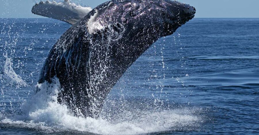 From Cape Town: Full Day Tour to Hermanus