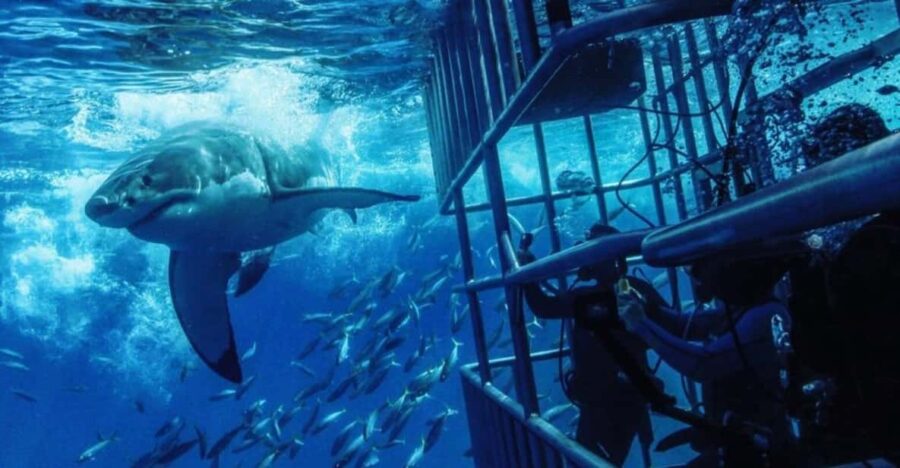 From Cape Town: Shark Cage Diving and Penguin Tour - Pickup and Drop-off Locations
