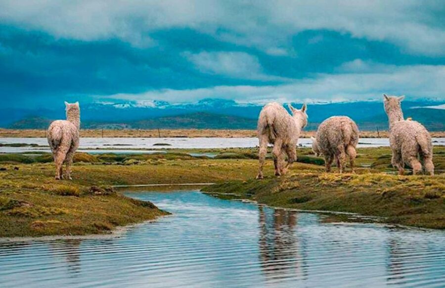 From Chivay: Route From Chivay (Colca) to the City of Puno - Tour Overview