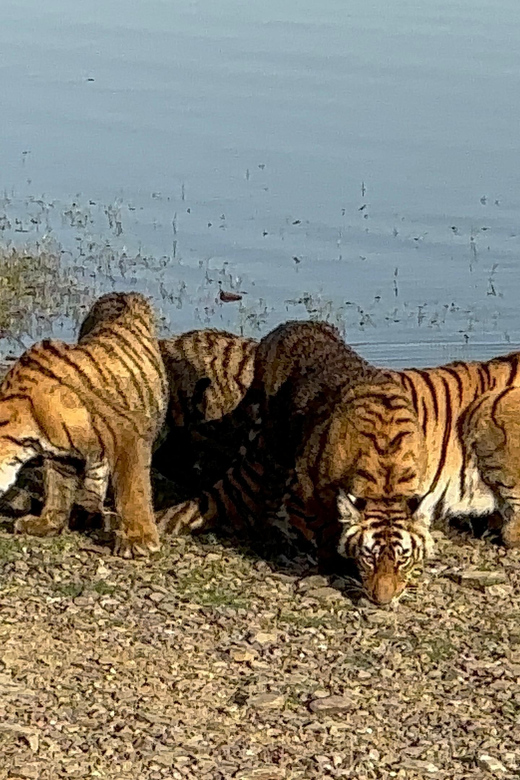 From Delhi: 4 Day Golden Triangle Tour With Tiger Safari