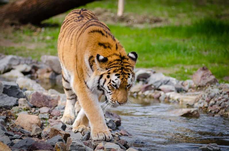 From Delhi: 4-Day Tiger Safari and Golden Triangle Tour