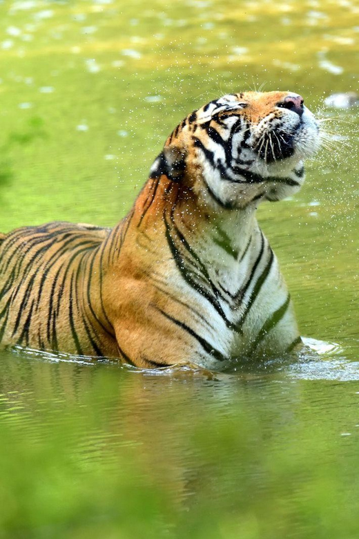 From Delhi: 5 Day Golden Triangle & Safari & Bird Sanctuary