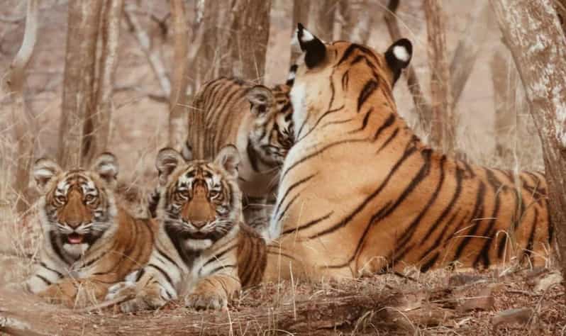 From Delhi: 5-Day Golden Triangle Tour & Tiger Safari