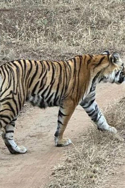 From Delhi: 5-Day Golden Triangle With Ranthambore Safari