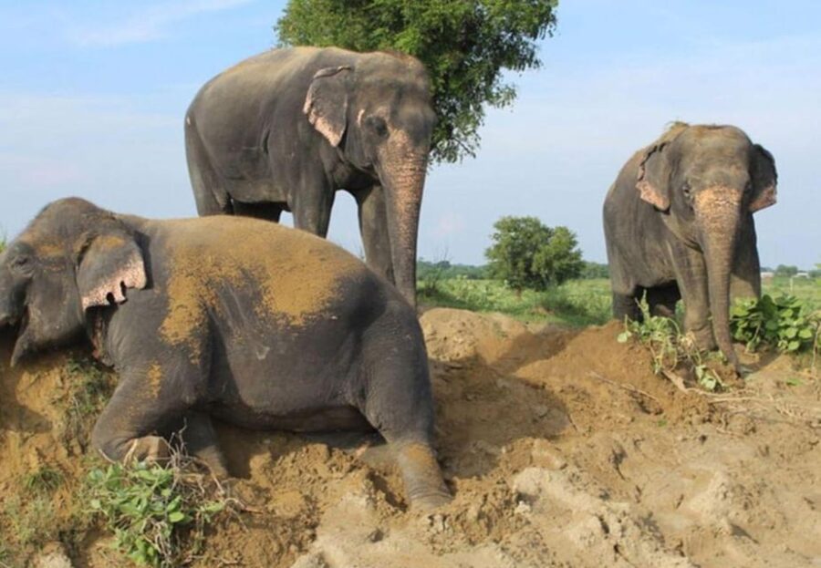 From Delhi: Elephant Conservation and Care Centre -Wildlife - Overview and Pricing