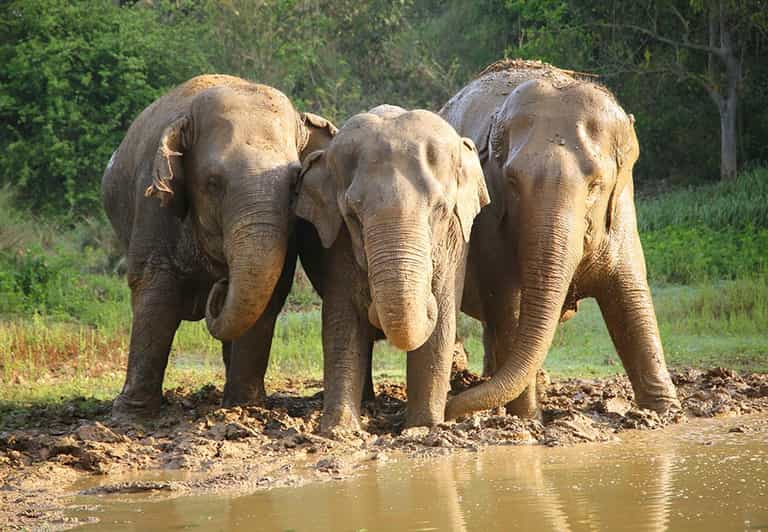 From Delhi : Elephant Conservation and Care Centre -Wildlife - Overview and Pricing