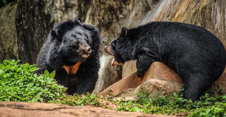 From Delhi: Taj Mahal Sunrise Tour With Bear Rescue Centre - Tour Overview and Pricing