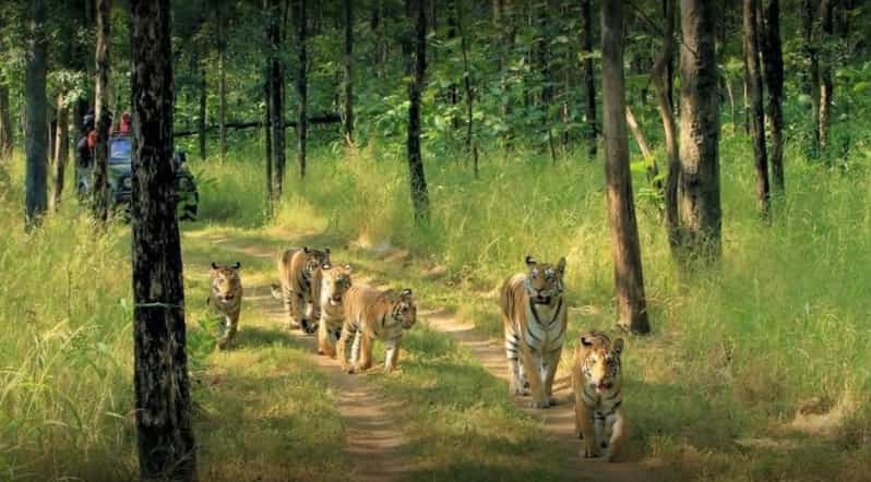 From Delhi: Tiger Safari and Golden Triangle Tour