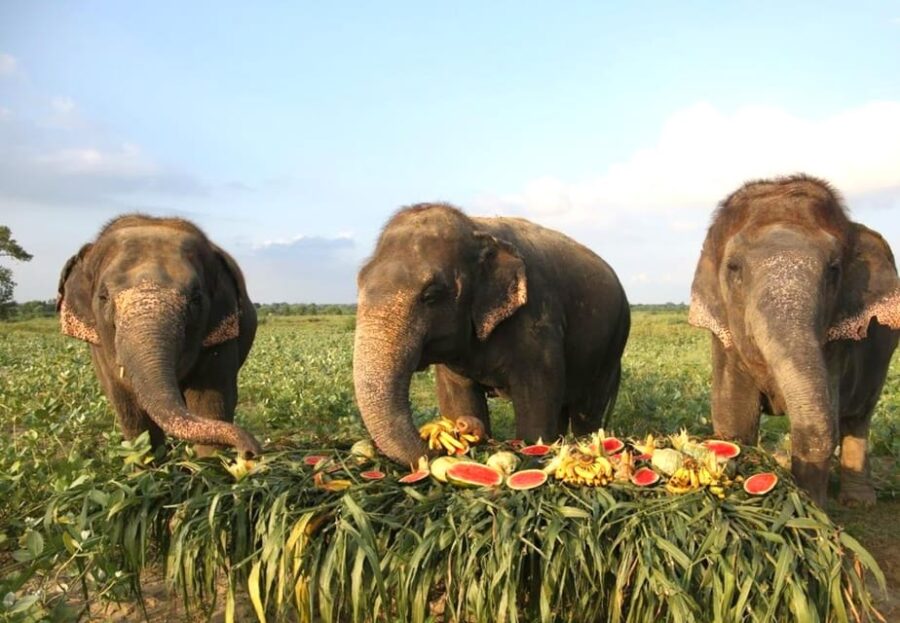 From Delhi:Sunrise Taj Mahal Tour With Elephant Conservation