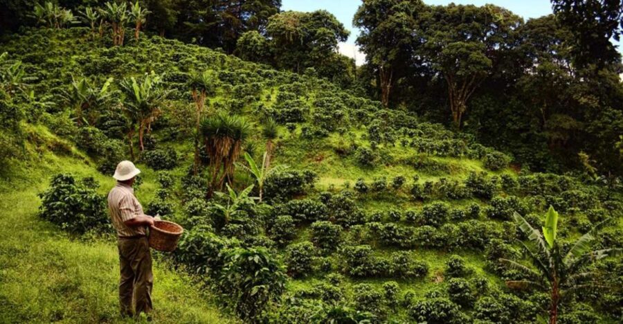 From Farm to Cup: The Ultimate Coffee Tour