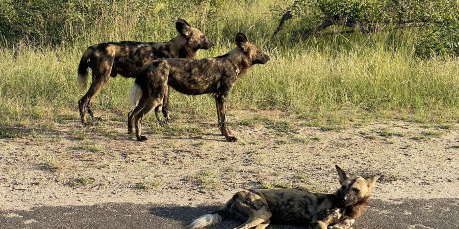 From Hazyview : Big 5 Kruger National Park Day Safari