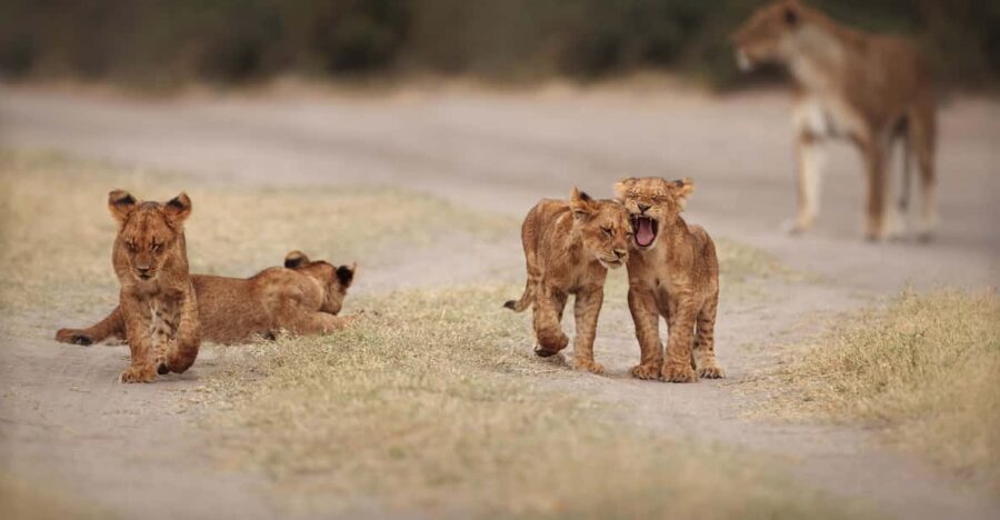 13 Best Full-Day Tours In South Africa