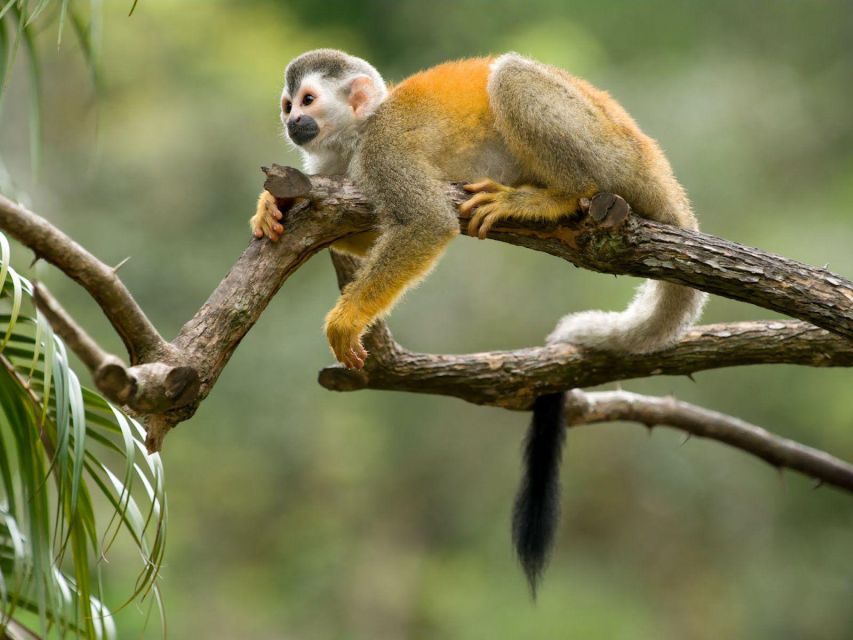 From Iquitos: Amazonas 2 Days 1 Night