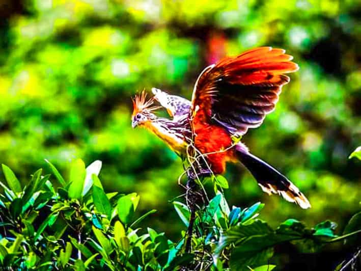 From Iquitos | Excursion – Sunrise and Sighting in 5 Days