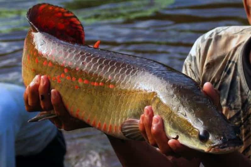From Iquitos || Northern Amazon Excursion || 4D 3N