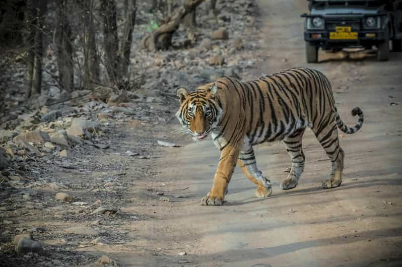 From Jaipur: Full-Day Trip to Ranthambore With Tiger Safari
