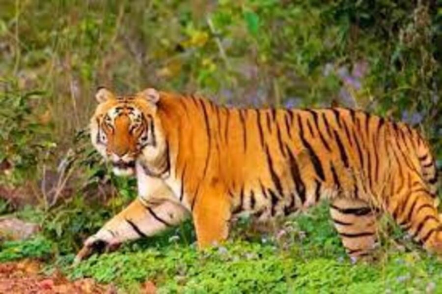 From Jaipur: Private Ranthambore Day Trip With Tiger Safari
