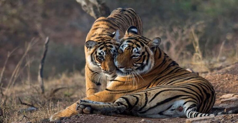 8 Best National Park Tours In Sawai Madhopur