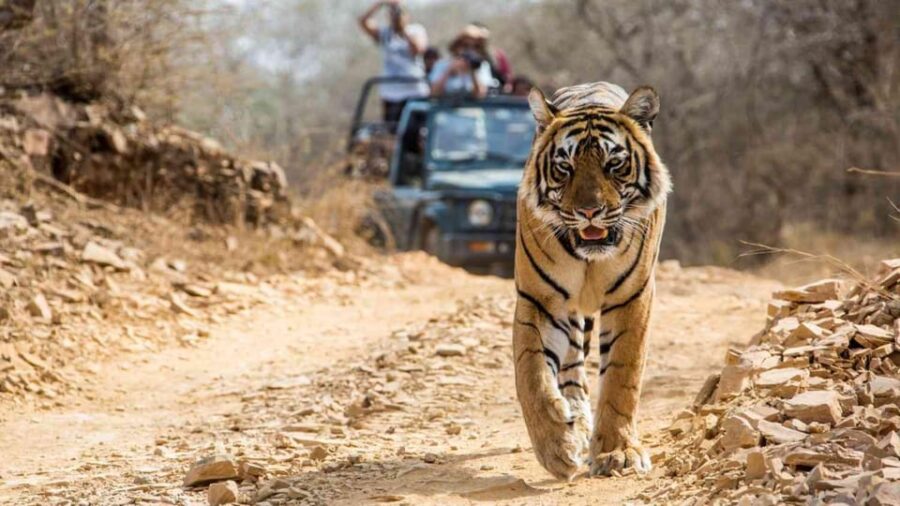 From Jaipur: Ranthambore Tiger Safari One Day Trip - Trip Overview