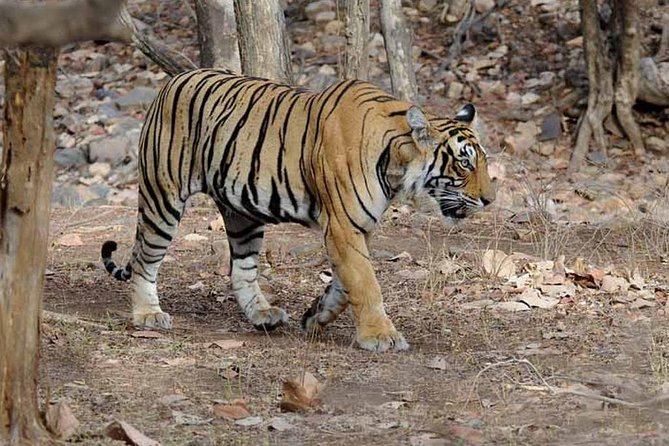 From Jaipur: Ranthambore Tiger Safari Private Day Tour