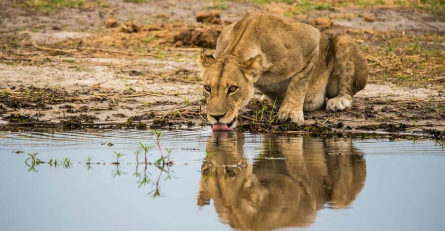 From Johannesburg: 3-Day Kruger National Park Safari