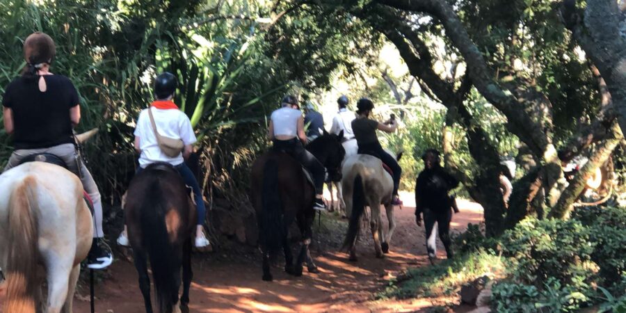 2 Best Safari Tours In Pretoria