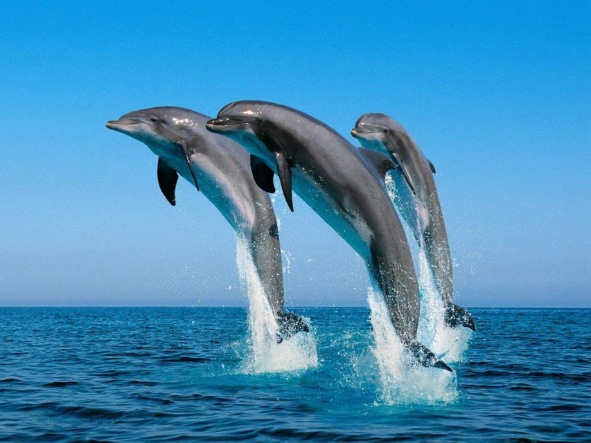 From Montego Bay: Dolphin Cove Lucea Private Return Transfer