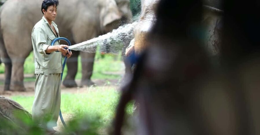 From New Delhi: Elephant SOS & Taj Mahal Sunrise Tour - Tour Overview