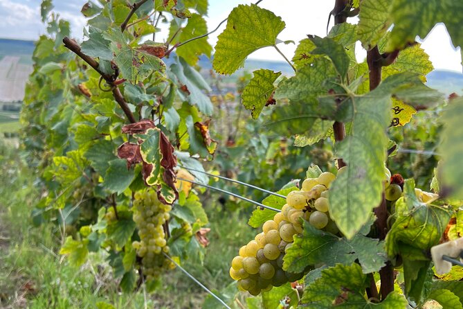 From Paris: Not Your Average Champagne Tour