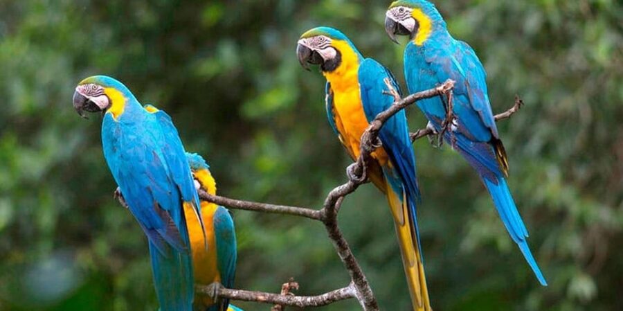 From Puerto Maldonado: Reserva Tambopata 4-Day + Zipline