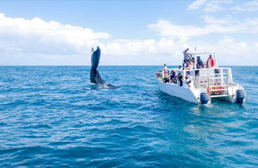 From Punta Cana: Samana Bay Whale-Watching Cruise With Lunch