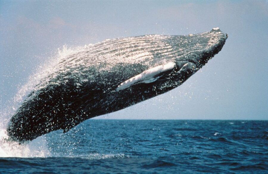 From Punta Cana: Sanctuary Whale Watching Day Trip