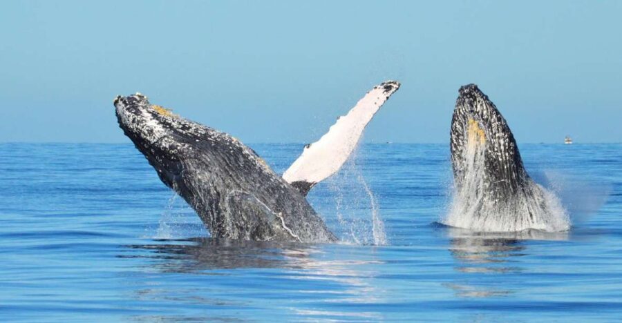 From Punta Cana: Whale Watching and Beaches Day Trip