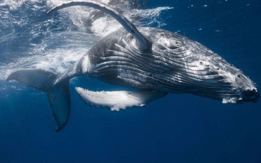 From Punta Canta: Whale Watching Cruise With Cayo Levantado