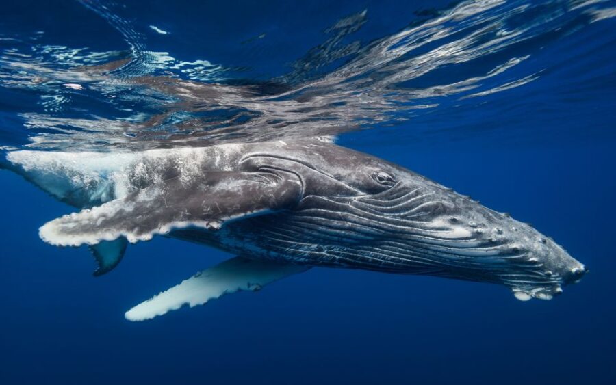 From Samaná: Whale Watching and Cayo Levantado Boat Tour
