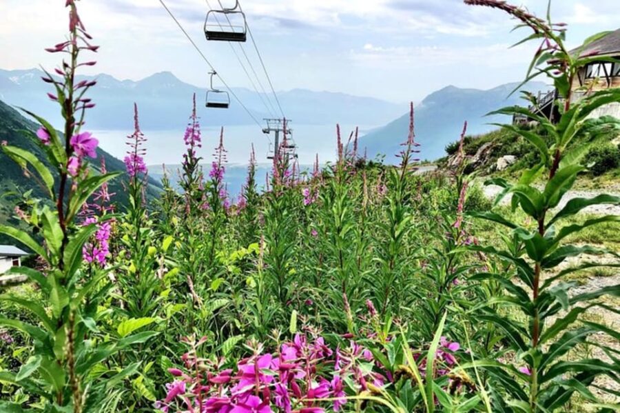 From Seward or Whittier: Guided Craft Tour and Ship Transfer - Tour Overview and Pricing