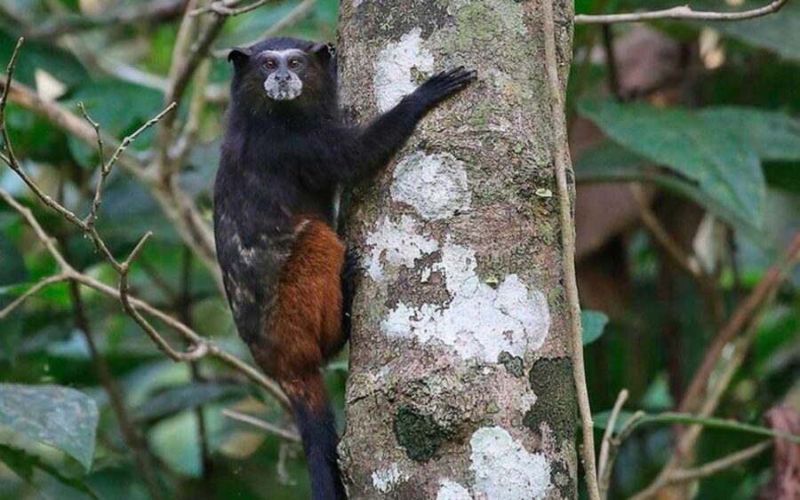 From Tambopata: Get Into Nature 2d/1n