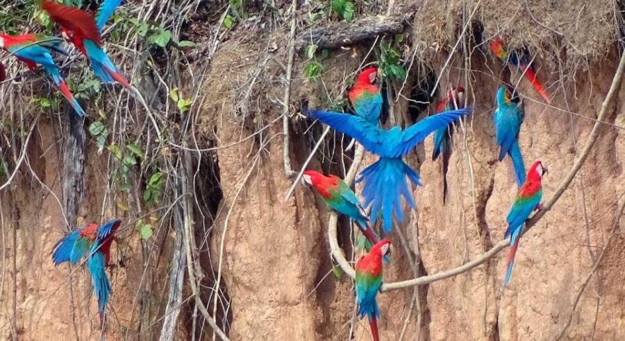 From Tambopata: Parrots and Macaws Clay Lick