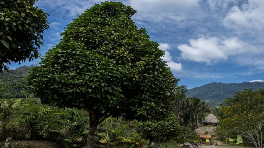 From Tarapoto: Alto Mayo Valley Full Day Tour